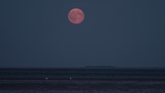 Naturfilm - Tierfilm - Hinz